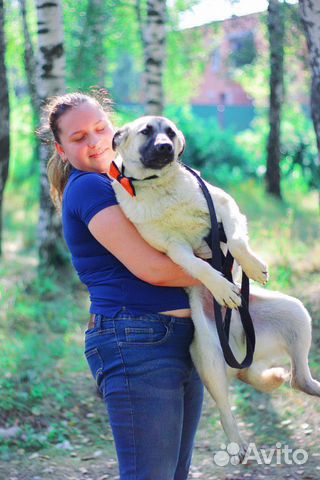 Молодой пёс в добрые руки купить на Зозу.ру - фотография № 3