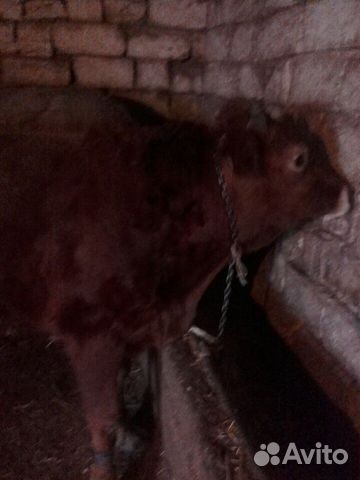 Корова с быком купить на Зозу.ру - фотография № 1