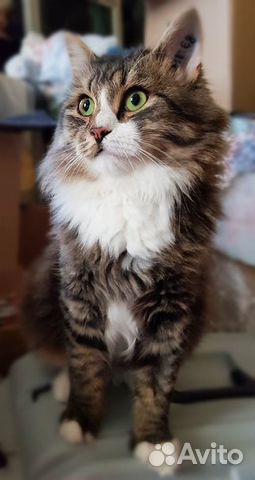 Кот Грильяж