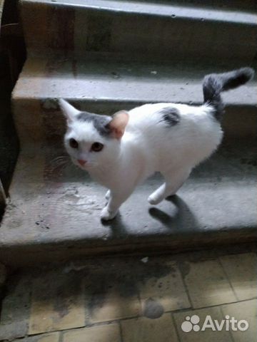 Кошка, котёнок бесплатно купить на Зозу.ру - фотография № 4