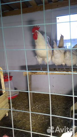 Инкубационное яйцо и цыплята породы Бресс Гальская купить на Зозу.ру - фотография № 5