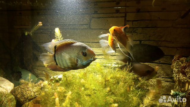 Крупные рыбки, аквариумы купить на Зозу.ру - фотография № 5