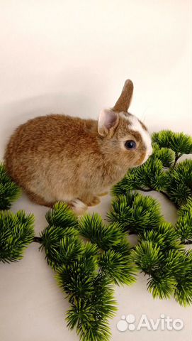 Кролик карликовый, декоративный купить на Зозу.ру - фотография № 6