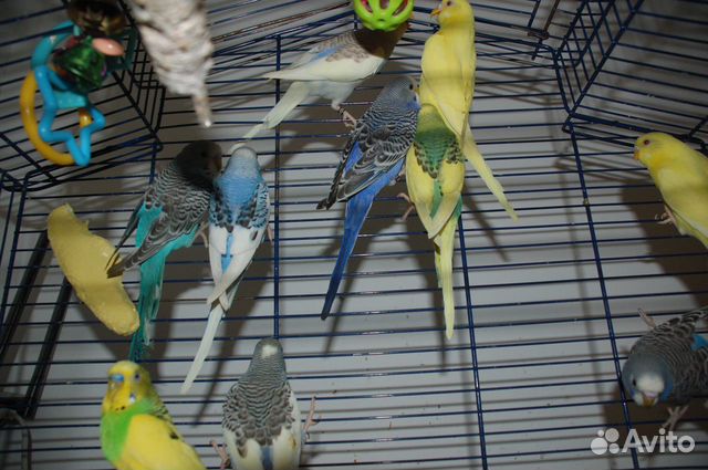 Попугаи волнистые, птенцы купить на Зозу.ру - фотография № 2