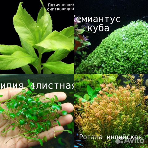 Растения, декорации купить на Зозу.ру - фотография № 3