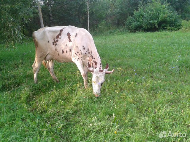 Продается корова айрширской породы купить на Зозу.ру - фотография № 3