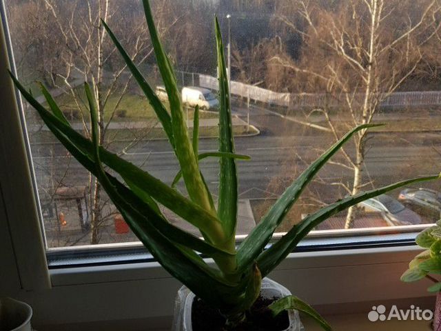 Алоэ настоящий Алоэ настоящий