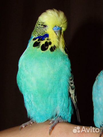 Птенец выставочного волнистого попугая, чех ввп купить на Зозу.ру - фотография № 6