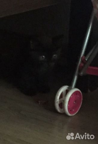 Отдам даром кота