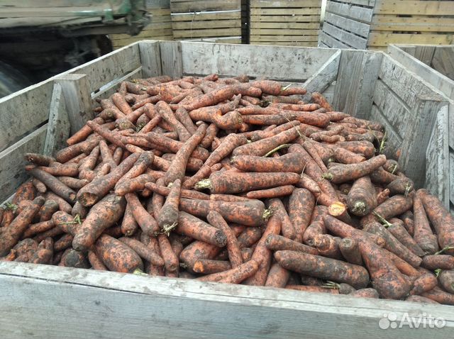 Морковь купить на Зозу.ру - фотография № 2
