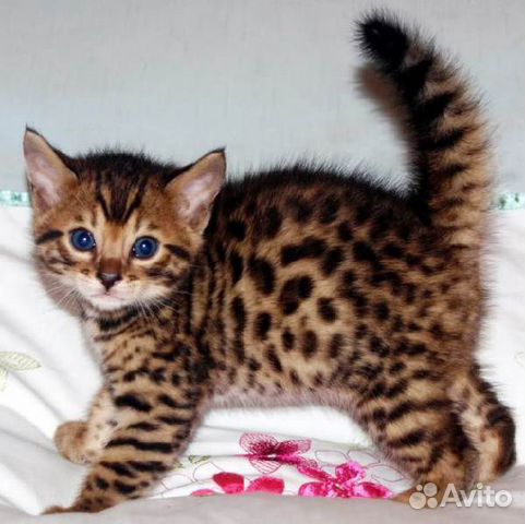 Котенок бенгальской породы купить на Зозу.ру - фотография № 1