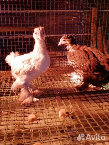 Цыплята и инкубационное яйцо купить на Зозу.ру - фотография № 3