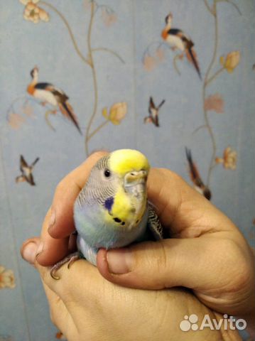 Волнистые попугаи купить на Зозу.ру - фотография № 9
