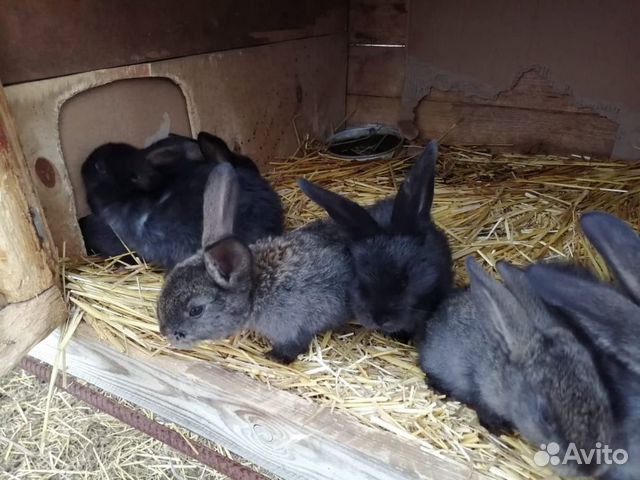Кролики на мясо купить на Зозу.ру - фотография № 4