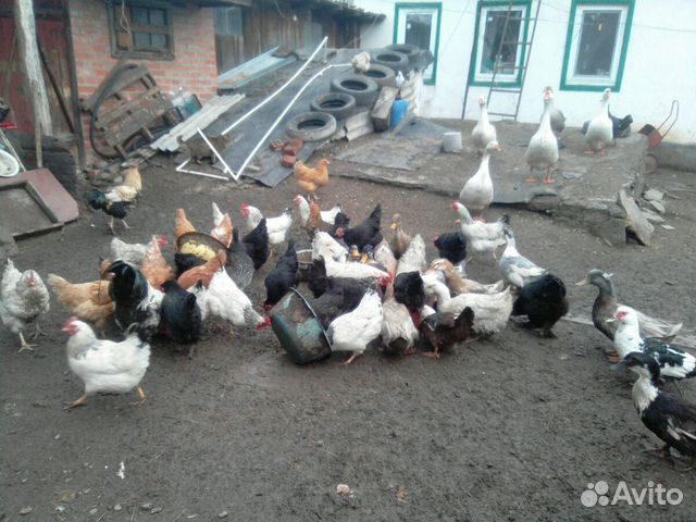Яйца кур,гусей,уток-инкуб.Аюта