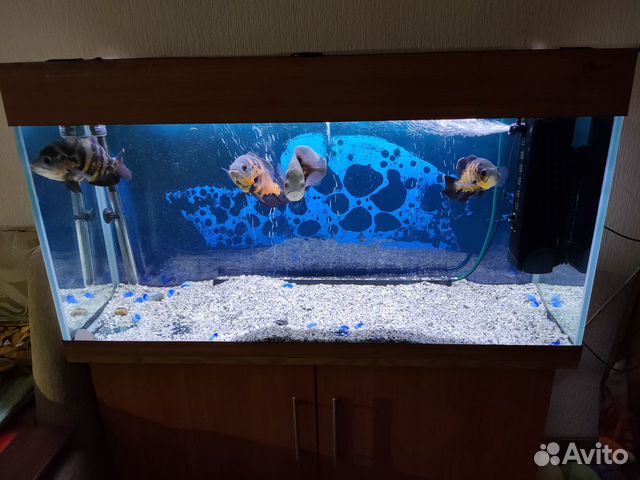 Аквариум с рыбками купить на Зозу.ру - фотография № 7