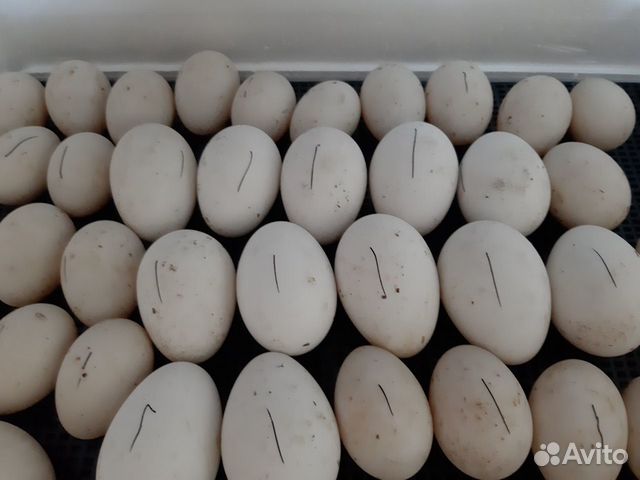 Инк.яйца, петушок китайский купить на Зозу.ру - фотография № 1