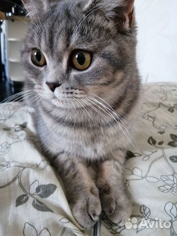 Шотландская кошечка ищет любовь Шотландская кошечка ищет любовь