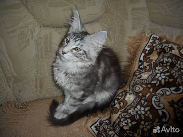 Крупные котята купить на Зозу.ру - фотография № 1