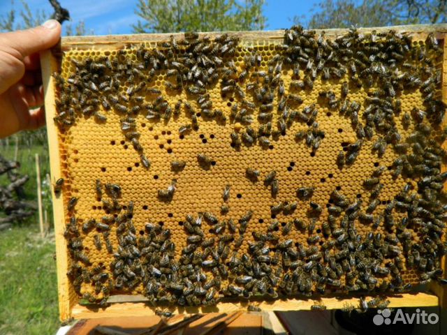 Пчелопакеты Бакфаст купить на Зозу.ру - фотография № 2