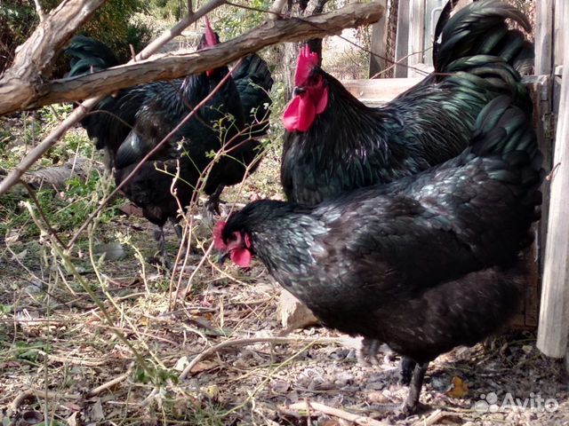 Суточные цыплята и инкуб. яйцо тяжелых мясных кур купить на Зозу.ру - фотография № 5