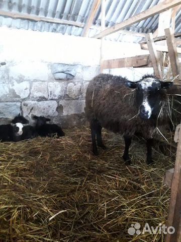 Продам овцу с ягнятами породы Цвартблес купить на Зозу.ру - фотография № 1
