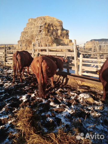Коровы стельные купить на Зозу.ру - фотография № 5