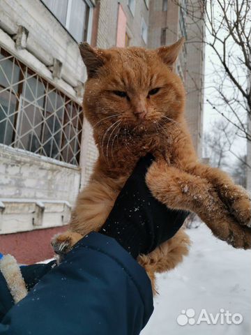 Кот найден, нет задней лапы купить на Зозу.ру - фотография № 1