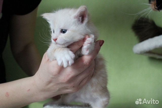 Котята Мейн-кун купить на Зозу.ру - фотография № 3