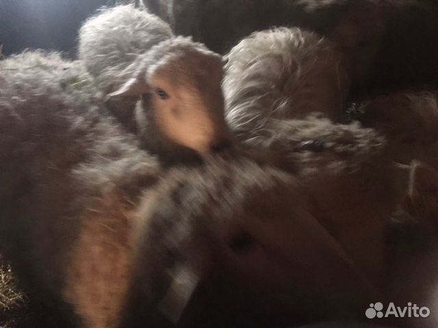 Продам овцы с ягнёнком купить на Зозу.ру - фотография № 3