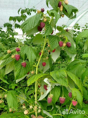 Малина Рассаду на Весну