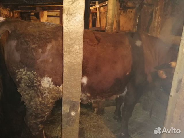 Продам 2 быка возраст 2,3 стоят на откорме цена за купить на Зозу.ру - фотография № 1
