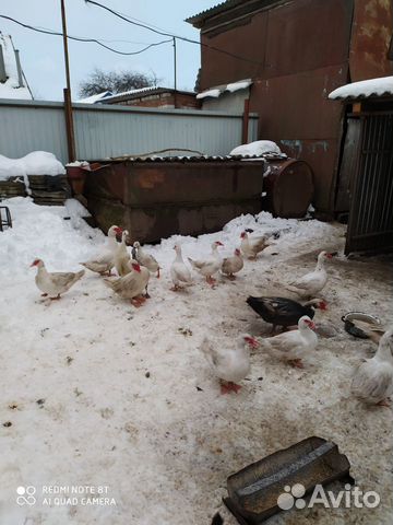 Петухи-голуби-утки купить на Зозу.ру - фотография № 3