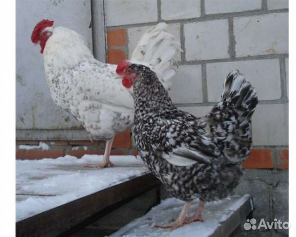 Цыплята кур несушек купить на Зозу.ру - фотография № 2