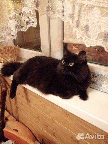 Кошка Маргоша Кошка Маргоша