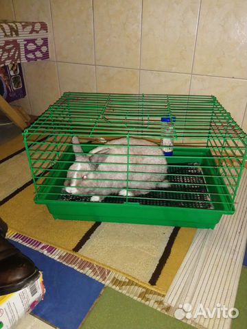 Кролик с клеткой купить на Зозу.ру - фотография № 1