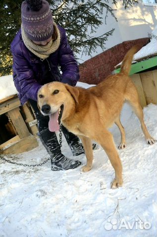 Собака ищет дом и ждет хозяина купить на Зозу.ру - фотография № 1