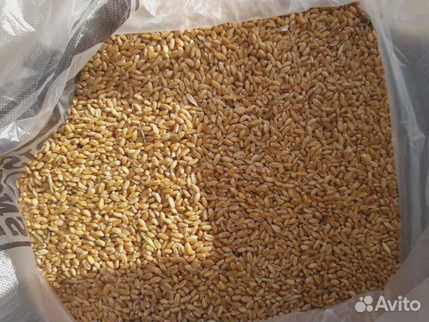 Продам пшеницу -озимая 5 класс купить на Зозу.ру - фотография № 1