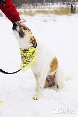 Отдам в хорошие руки, нежная Розочка Отдам в хорошие руки, нежная Розочка