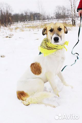 Отдам в хорошие руки, нежная Розочка Отдам в хорошие руки, нежная Розочка
