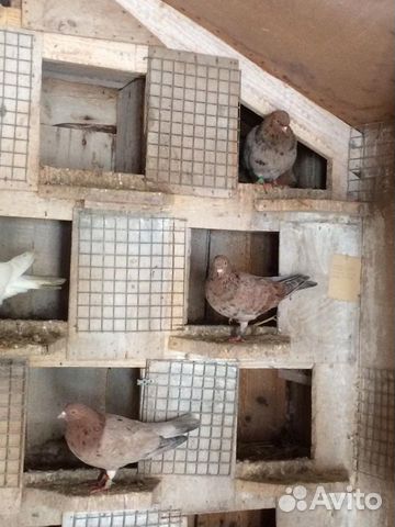 Хорошие Мраморные голуби все провереные купить на Зозу.ру - фотография № 5