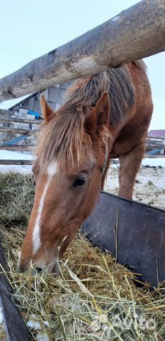 Продается лошадь купить на Зозу.ру - фотография № 7