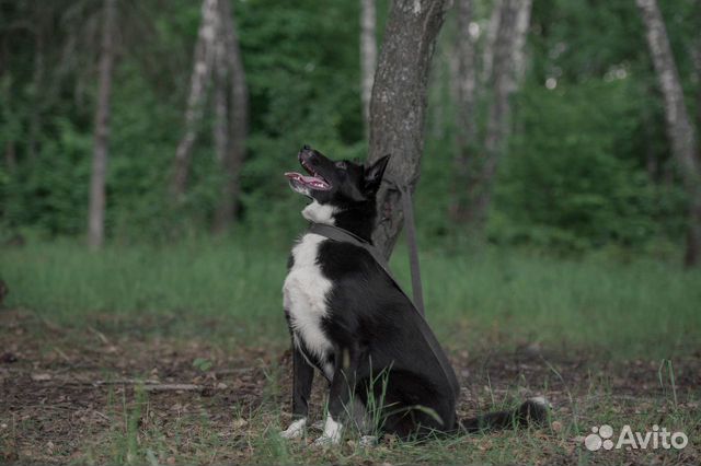 Прекрасная собака в добрые руки купить на Зозу.ру - фотография № 6