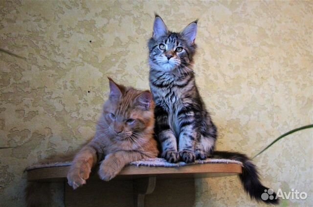 Котята мейн-кунята