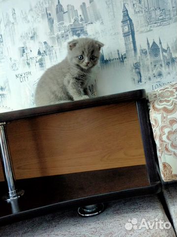 Плюшевый котенок купить на Зозу.ру - фотография № 5