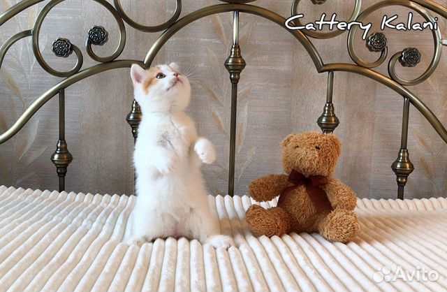Очаровательный котенок из питомника Kalani купить на Зозу.ру - фотография № 4