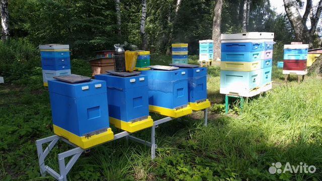 Пчелопакеты Бакфаст купить на Зозу.ру - фотография № 3