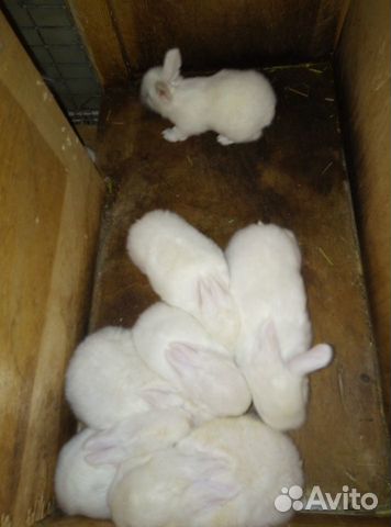 Кролики породы Паннон купить на Зозу.ру - фотография № 2