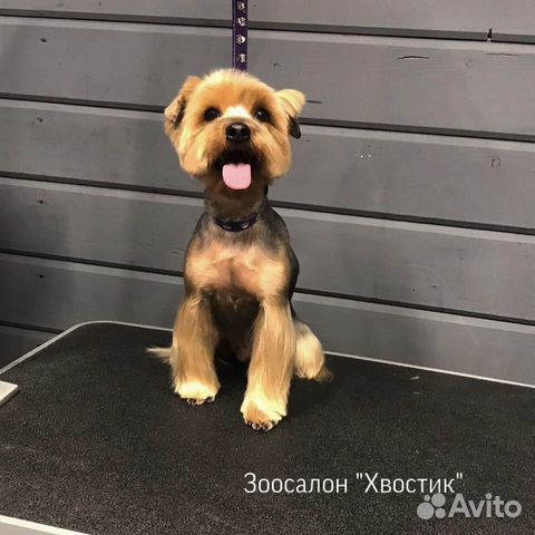 Стрижка собак и кошек Стрижка собак и кошек