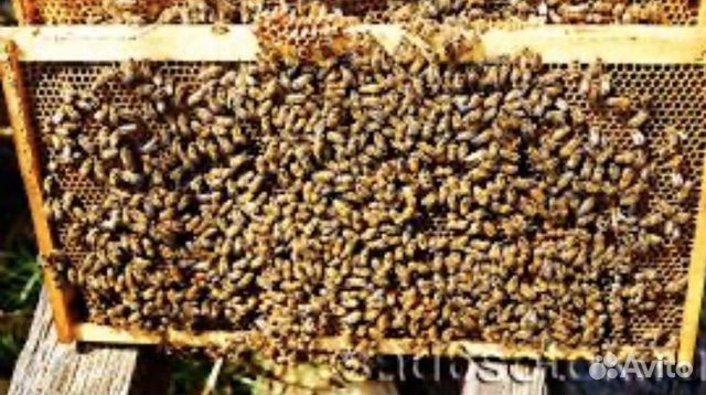 Пчёлы, пчелопакеты, пчелорамки купить на Зозу.ру - фотография № 1
